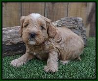 Ellie Benz pups 4 wks old141