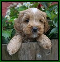 Ellie Benz pups 5 wks old 151