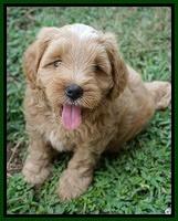 Ellie Benz pups 6 wks old181