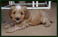 Ellie Benz pups 6 wks old201