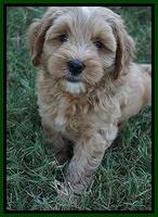 Ellie Benz pups 7 wks old 181