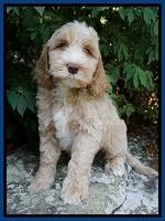Ellie Benz pups 8 weeks old 21