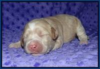 Ellie Benz pups 1 wk old 11