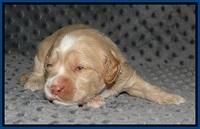 Ellie Benz pups 2 wks old 11