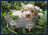 Ellie Benz pups 3 wks old 21