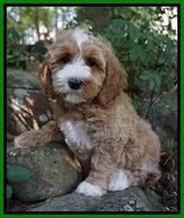 Ellie Benz pups 8 weeks old 131