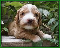 Ellie Benz pups 3 wks old 241