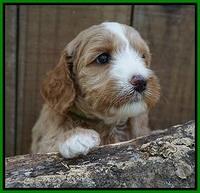 Ellie Benz pups 4 wks old211