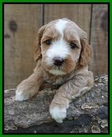 Ellie Benz pups 4 wks old221