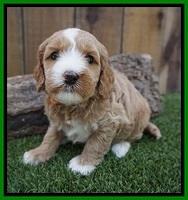 Ellie Benz pups 4 wks old231