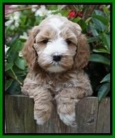 Ellie Benz pups 5 wks old 251