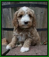 Ellie Benz pups 5 wks old 261