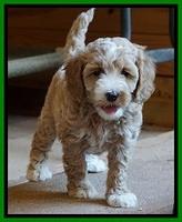 Ellie Benz pups 6 wks old321
