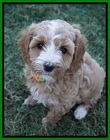 Ellie Benz pups 6 wks old341