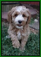 Ellie Benz pups 7 wks old 291