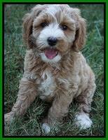 Ellie Benz pups 7 wks old 301