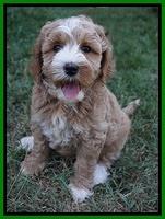 Ellie Benz pups 7 wks old 311