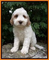 Ellie Benz pups 8 weeks old 101