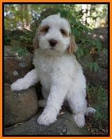 Ellie Benz pups 8 weeks old 91