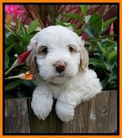 Ellie Benz pups 5 wks old 271