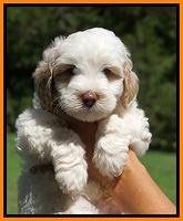 Ellie Benz pups 6 wks old381