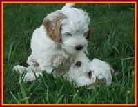 Ellie Benz pups 7 wks old 321