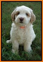 Ellie Benz pups 7 wks old 341