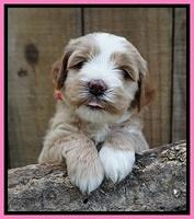 Ellie Benz pups 4 wks old71