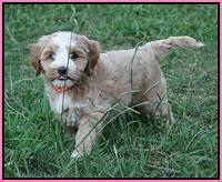 Ellie Benz pups 7 wks old 131