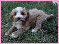 Ellie Benz pups 7 wks old 141