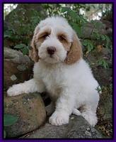 Ellie Benz pups 8 weeks old 221