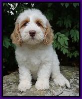 Ellie Benz pups 8 weeks old 231