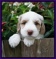 Ellie Benz pups 5 wks old 201