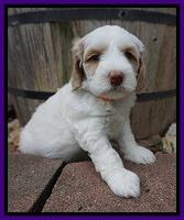 Ellie Benz pups 5 wks old 231