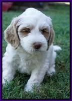 Ellie Benz pups 6 wks old271