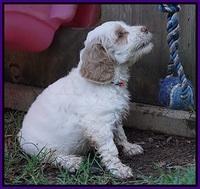 Ellie Benz pups 6 wks old281