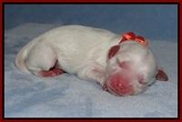 Ellie Benz Newborn pics 41