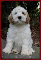 Ellie Benz pups 8 weeks old 191