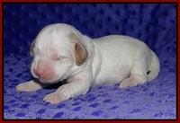 Ellie Benz pups 1 wk old 41
