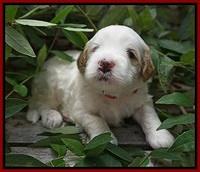 Ellie Benz pups 3 wks old 61