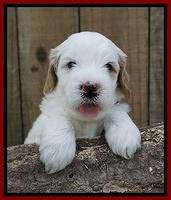 Ellie Benz pups 4 wks old41