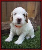 Ellie Benz pups 4 wks old61