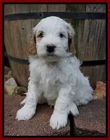 Ellie Benz pups 5 wks old 61