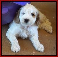Ellie Benz pups 6 wks old91