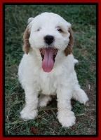 Ellie Benz pups 7 wks old 61