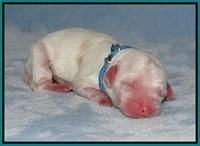 Ellie Benz Newborn pics 171