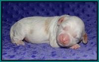 Ellie Benz pups 1 wk old 201