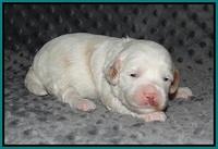 Ellie Benz pups 2 wks old 231