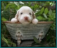 Ellie Benz pups 3 wks old 281