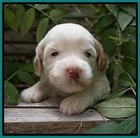 Ellie Benz pups 3 wks old 301